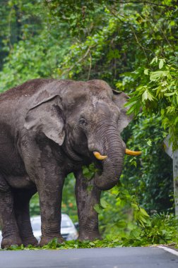 Tayland 'daki Khao Yai Ulusal Parkı yolunda büyük bir fil var.