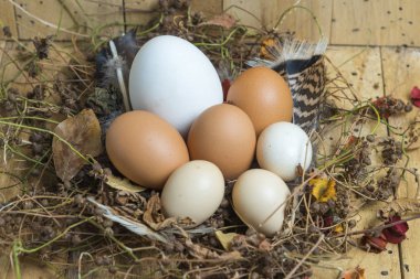 Yuvadaki yumurtalar ahşap arka planda