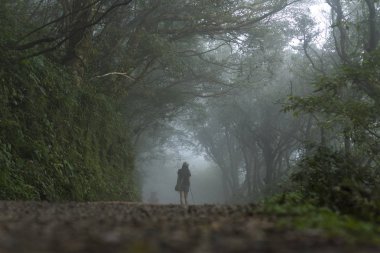 Taipei - 21 Kasım 2016: 21 Kasım 2016 tarihinde Tayvan 'ın Taipei kentindeki Yangmingshan Milli Parkı' nda doğa yürüyüşü