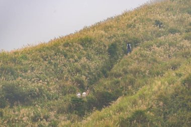 Tayvan 'daki Yangmingshan Ulusal Parkı' ndaki çayır manzarası.