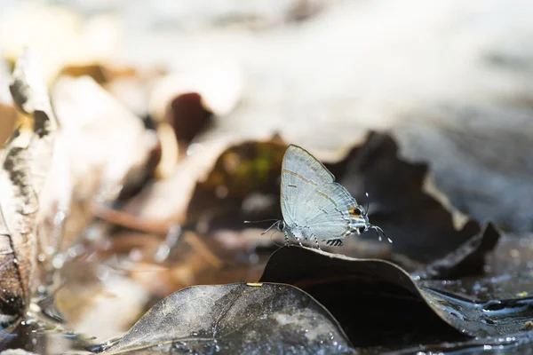 Butterfly Nature Ground — Stock Photo, Image