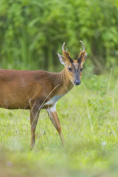 Yeşil Arka Plan Ile Havlayan Geyik Khao Yai Milli Parkı — Stok fotoğraf