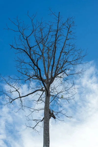 Bare Tree Background Blue Sky — Stockfoto