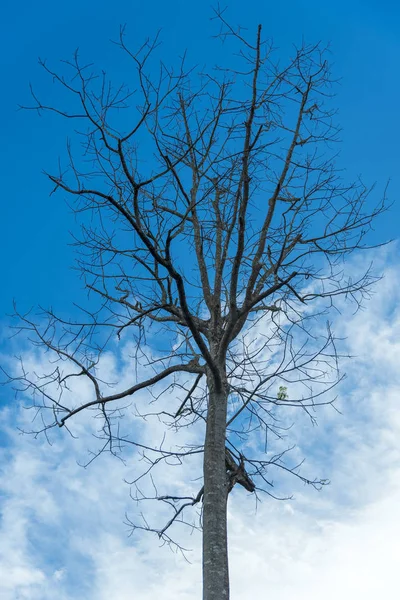 Bare Tree Background Blue Sky — Stockfoto