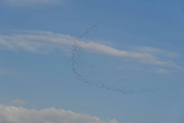 Flock Fåglar Som Flyger Skyn — Stockfoto