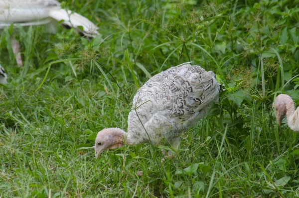 Young Turkeys Grass — Zdjęcie stockowe