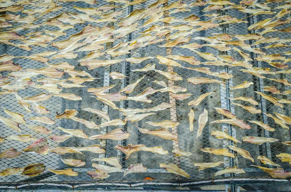 Close Drying Fish — Fotografia de Stock
