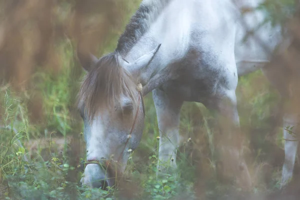 Horse Blurry Foreground — 스톡 사진