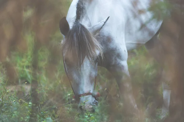 Cavalo Com Primeiro Plano Desfocado — Fotografia de Stock