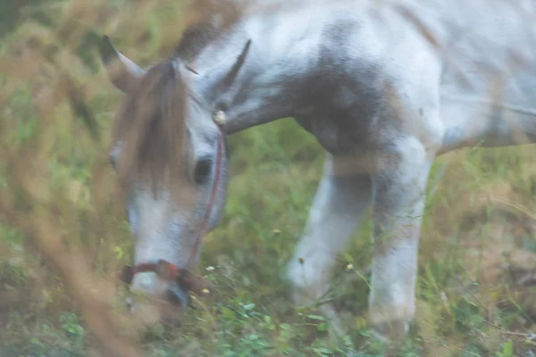 Pferd Mit Verschwommenem Vordergrund — Stockfoto