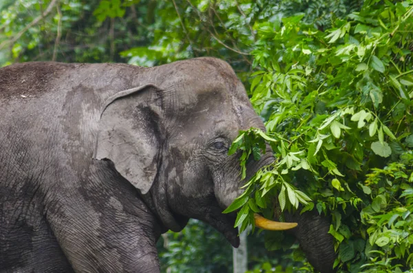 Μεγάλος Ελέφαντας Στο Δρόμο Στο Εθνικό Πάρκο Khao Yai Ταϊλάνδη — Φωτογραφία Αρχείου