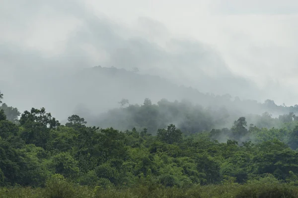木々や霧に包まれた美しい風景 — ストック写真