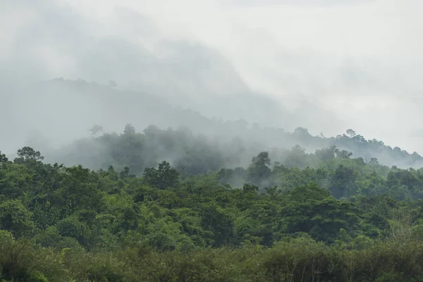 木々や霧が立ち並ぶ美しい風景 — ストック写真