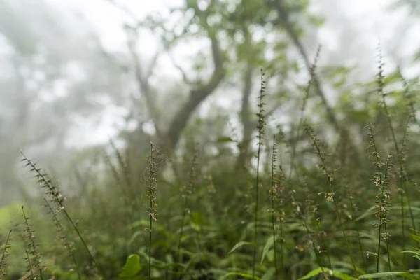 Taiwan Nature Trail Foggy Raining Autumn Yangmingshan National Park Στην — Φωτογραφία Αρχείου