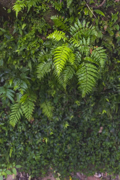 Green Foliage Forest — Fotografia de Stock