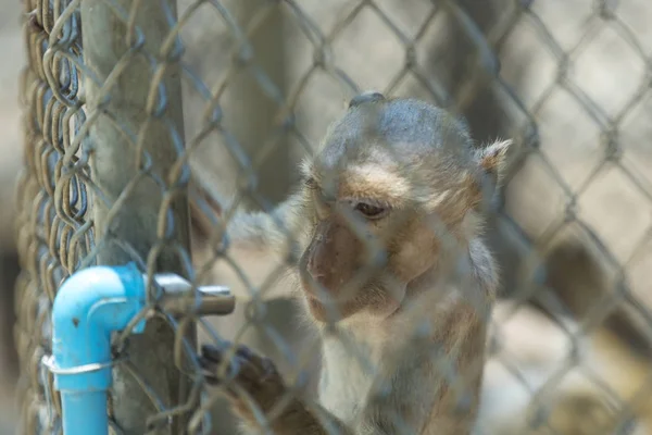 Wild Monkey Cage — Stock Photo, Image