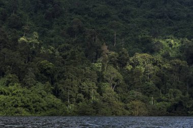 Yeşil ormandaki güzel nehrin manzarası