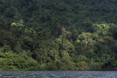 tropikal orman, Asya görünümünü