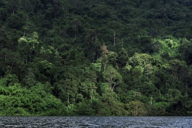 tropikal orman, Asya görünümünü