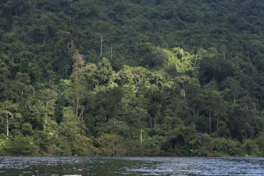 Yeşil ormandaki güzel nehrin manzarası