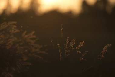 blurred view of beautiful sunset in the forest