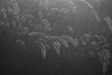 görüntü siyah ve beyaz doğa otların, tropikal orman alanı