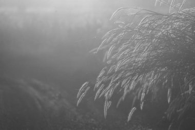 görüntü siyah ve beyaz doğa otların, tropikal orman alanı