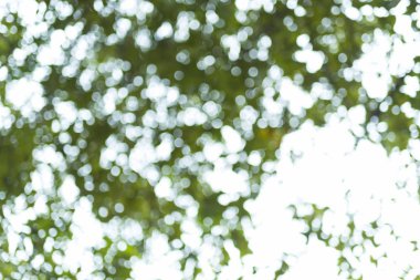 soyut bokeh arka plan ağaç