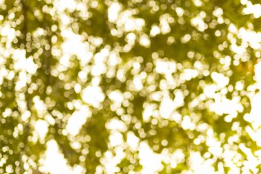 soyut bokeh arka plan ağaç