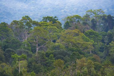 Doğa görünümü Khao Yai Milli Parkı, Tayland