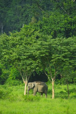 Kuiburi Milli Parkı, Tayland tropikal ormanda Asya vahşi filler