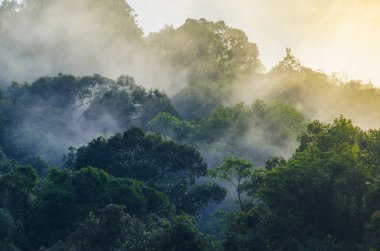 Doğa görünümü Khao Yai Milli Parkı, Tayland