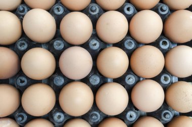 tavuk çiftliğinde saman üzerinde yumurta