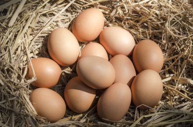 tavuk çiftliğinde saman üzerinde yumurta