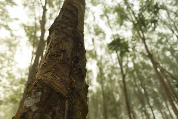 Sebuah Foto Close Dari Batang Pohon Hutan — Stok Foto