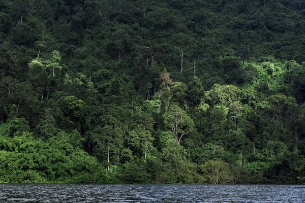 tropikal orman, Asya görünümünü