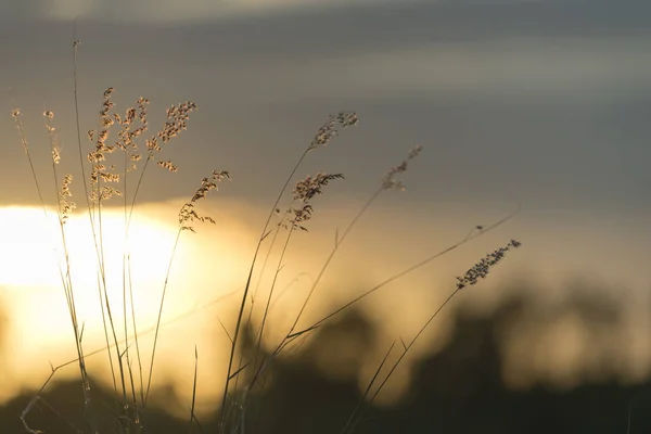 Трава Заходом Сонця Зображення Фільтр Старовинний — стокове фото