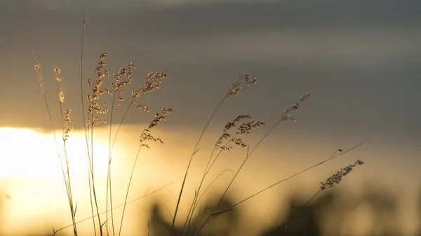 Прекрасний Захід Сонця Полі — стокове фото