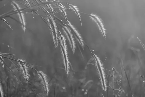 Monotone Campo Flor — Fotografia de Stock