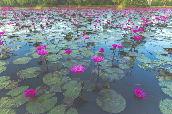 Lake Lotus Tropical Park Thailand — Stock Photo, Image