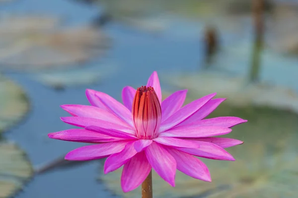 Цветок Лотоса Розового Цвета — стоковое фото