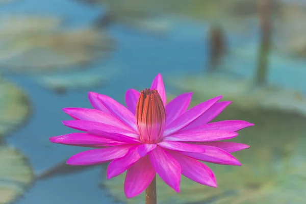 Pink Lotus Image Filter Vintage — Stock Photo, Image