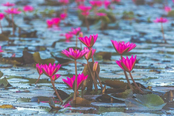 Pink Lotus Image Filter Vintage — Stock Photo, Image