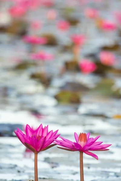 Цветок Лотоса Розового Цвета — стоковое фото