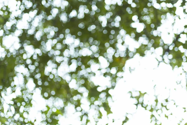 soyut bokeh arka plan ağaç