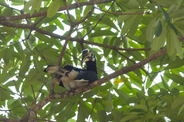 Naturen Utsikt Över Nationalparken Khao Yai Thailand — Stockfoto