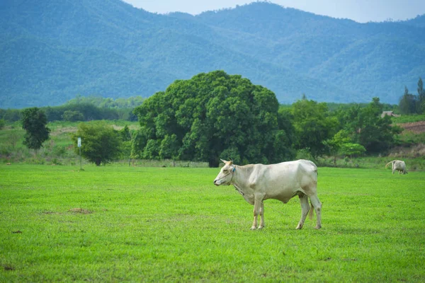 Ganado Vista Granja — Foto de Stock