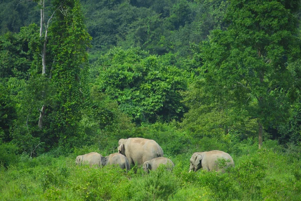 Elefantes Asiáticos Selvagens Floresta Tropical Profunda Tailândia — Fotografia de Stock