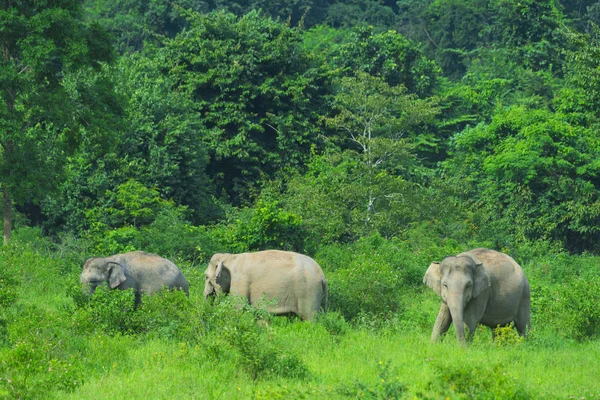 Elefanti Selvatici Asiatici Nella Foresta Tropicale Del Parco Nazionale Kuiburi — Foto Stock