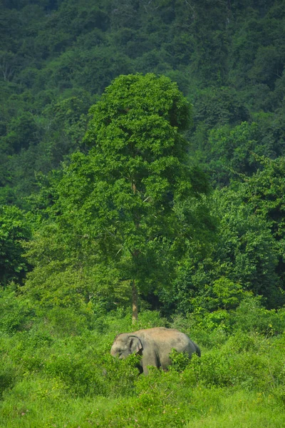 Elefanti Selvatici Asiatici Nella Foresta Tropicale Profonda Thailandia — Foto Stock